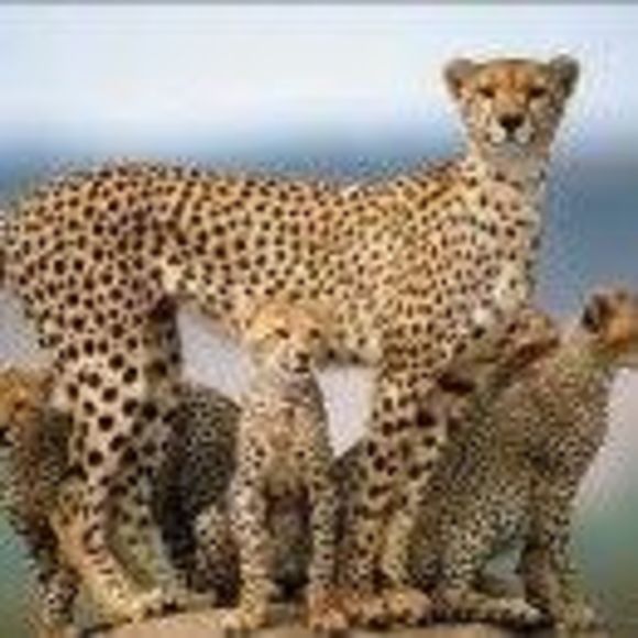 Meet your Posher, Cindy - Picture 1 of 1